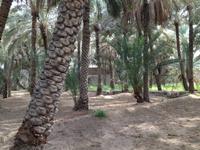 0293 in der Oase in Al Ain &ndash; &copy; Patrick Fritzsche (Eberhardt TRAVEL)