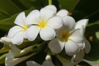 Franji Pani &ndash; &copy; Frank Nimschowski (Eberhardt TRAVEL)