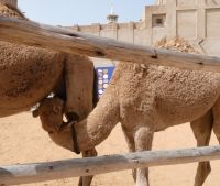 was wäre ohne Dromedare gewesen &ndash; &copy; Gina Egenolf (Eberhardt TRAVEL)