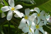Franji Pani (Tempelbaum) &ndash; &copy; Frank Nimschowski (Eberhardt TRAVEL)