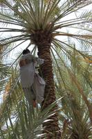 IMG_9262_Palmenplantage Al Ain &ndash; &copy; Alice Teipelke (Eberhardt TRAVEL)