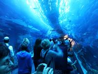 Dubai Mall - Aquarium &ndash; &copy; Ralf Mehnert (Eberhardt TRAVEL)