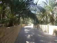 Al Ain Oase &ndash; &copy; Ralf Mehnert (Eberhardt TRAVEL)
