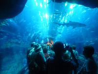 Aquarium in der Dubai Mall &ndash; &copy; Vicky Kern (Eberhardt TRAVEL)