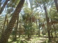 Al Ain &ndash; &copy; Vicky Kern (Eberhardt TRAVEL)
