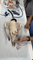 Abu Dhabi Stadtrundfahrt - Besuch der Falkenklinik