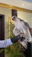 Abu Dhabi Stadtrundfahrt - Besuch der Falkenklinik &ndash; &copy; Jacob Spangenberg (Eberhardt TRAVEL)