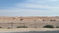 Wüstensafari  &ndash; &copy; Jacob Spangenberg (Eberhardt TRAVEL)