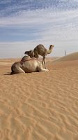 Wüstensafari  &ndash; &copy; Jacob Spangenberg (Eberhardt TRAVEL)