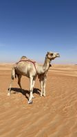 Wüstensafari  &ndash; &copy; Jacob Spangenberg (Eberhardt TRAVEL)
