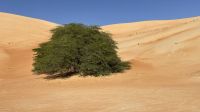 Wüstensafari  &ndash; &copy; Jacob Spangenberg (Eberhardt TRAVEL)