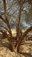 Wüstensafari  &ndash; &copy; Jacob Spangenberg (Eberhardt TRAVEL)