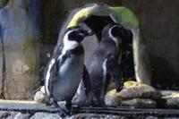 Pinguine in Dubai &ndash; &copy; Doreen Gerlach (Eberhardt TRAVEL)