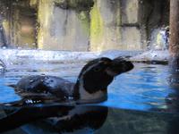 Dubai Mall Aquarium &ndash; &copy; Annette Weise (Eberhardt TRAVEL)