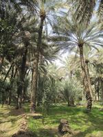 Al Ain Oase &ndash; &copy; Annette Weise (Eberhardt TRAVEL)