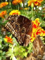 Schmetterlingsgarten &ndash; &copy; Frank Nimschowski (Eberhardt TRAVEL)
