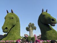 62. Miracle Gardens, Dubai &ndash; &copy; Teresa Rumpel (Eberhardt TRAVEL)