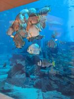 82. Hotel Atlantis, Palme Dubai &ndash; &copy; Teresa Rumpel (Eberhardt TRAVEL)