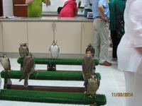 Zu Besuch in der Falkenklinik von Abu Dhabi &ndash; &copy; Johanna Vogt (Eberhardt TRAVEL)