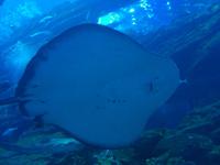 Rochen im Aquarium &ndash; &copy; Anne-Katrin Müller (Eberhardt TRAVEL)