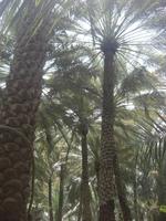 Oase Al Ain &ndash; &copy; Anne-Katrin Müller (Eberhardt TRAVEL)