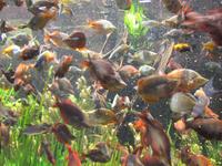 neues Dubai - Aquarium &ndash; &copy; Jacob Spangenberg (Eberhardt TRAVEL)