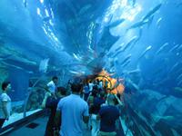 neues Dubai - Aquarium &ndash; &copy; Jacob Spangenberg (Eberhardt TRAVEL)