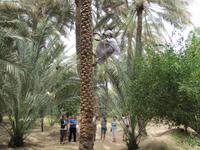 Al Ain - Oase &ndash; &copy; Jacob Spangenberg (Eberhardt TRAVEL)