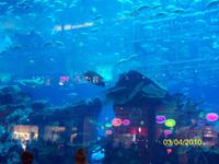 Aquarium in der Dubai Mall &ndash; &copy; Nicole Kunath (Eberhardt TRAVEL)