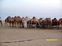 Stopp an der Kamelfarm &ndash; &copy; Nicole Kunath (Eberhardt TRAVEL)