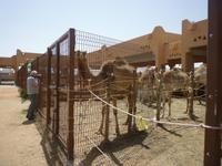 Al Ain-Kamelmarkt &ndash; &copy; Linda Hartge (Eberhardt TRAVEL)