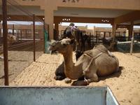 Al Ain-Kamelmarkt &ndash; &copy; Linda Hartge (Eberhardt TRAVEL)