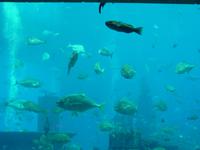 Aquarium Atlantis.JPG &ndash; &copy; Linda Hartge (Eberhardt TRAVEL)