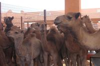 Kamelmarkt, Al Ain &ndash; &copy; Alice Teipelke (Eberhardt TRAVEL)