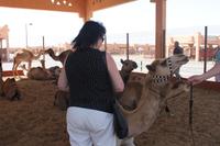 Kamelmarkt, Al Ain &ndash; &copy; Alice Teipelke (Eberhardt TRAVEL)