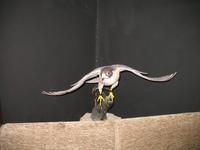 Abu Dhabi Falcon Hospital &ndash; &copy; Stefanie Knisse (Eberhardt TRAVEL)