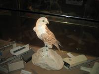 Abu Dhabi Falcon Hospital &ndash; &copy; Stefanie Knisse (Eberhardt TRAVEL)