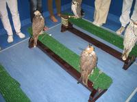 Abu Dhabi Falcon Hospital &ndash; &copy; Stefanie Knisse (Eberhardt TRAVEL)