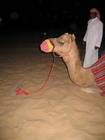 Wüstensafari Dubai &ndash; &copy; Stefanie Knisse (Eberhardt TRAVEL)