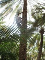Al Ain Oasis &ndash; &copy; Stefanie Knisse (Eberhardt TRAVEL)