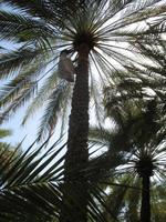 Al Ain Oasis &ndash; &copy; Stefanie Knisse (Eberhardt TRAVEL)