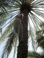 Al Ain Oasis &ndash; &copy; Stefanie Knisse (Eberhardt TRAVEL)