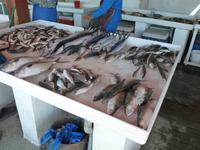 Sharjah Fischmarkt &ndash; &copy; Vicky Kern (Eberhardt TRAVEL)