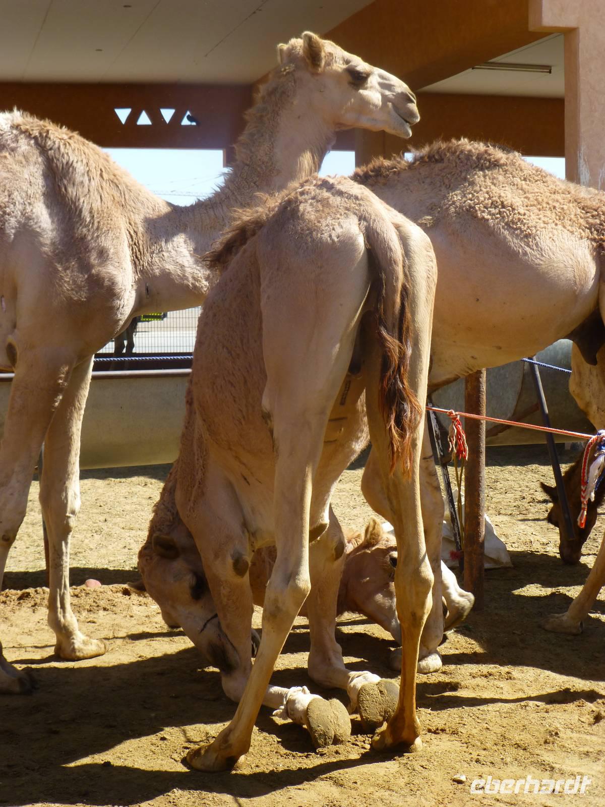Al Ain Kamelmarkt &ndash; &copy; Sylvia Sann (Eberhardt TRAVEL)