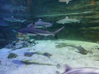 Dubai Mall &ndash; &copy; Sylvia Sann (Eberhardt TRAVEL)