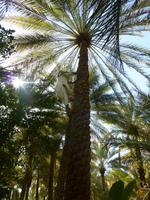 Al Ain Oase &ndash; &copy; Sylvia Sann (Eberhardt TRAVEL)