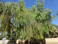 Al Ain Oase &ndash; &copy; Sylvia Sann (Eberhardt TRAVEL)