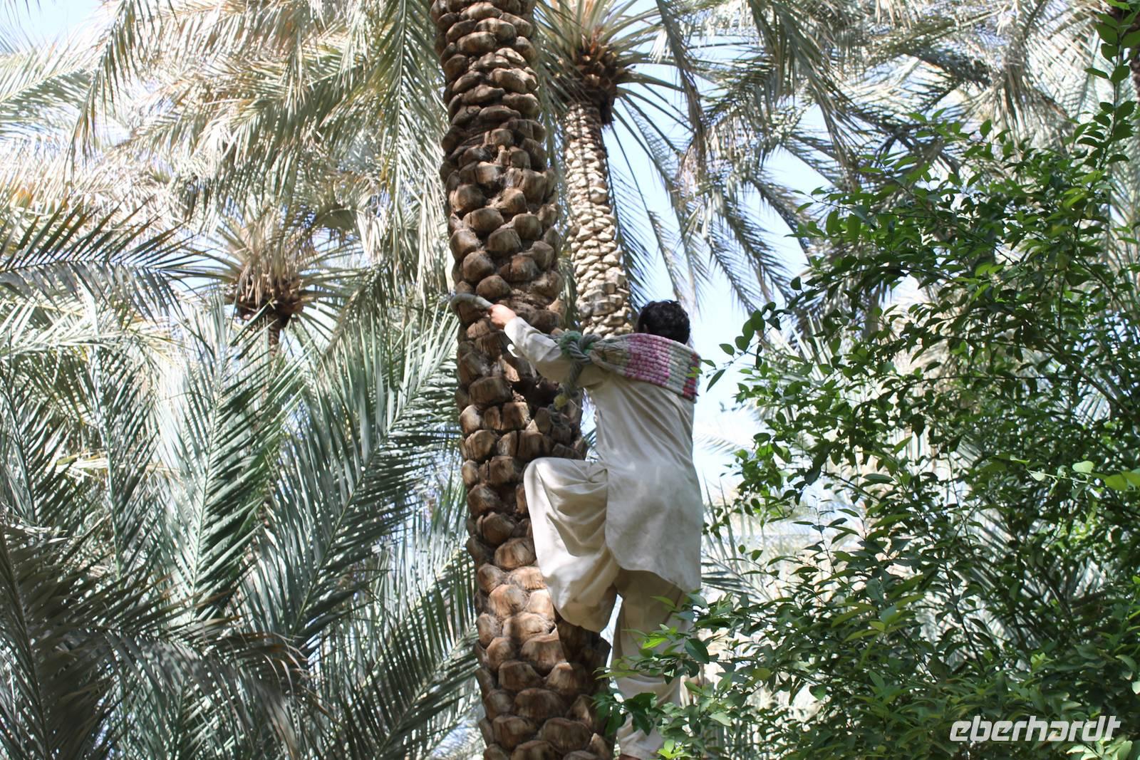 Al Ain - Oase &ndash; &copy; Jacob Spangenberg (Eberhardt TRAVEL)