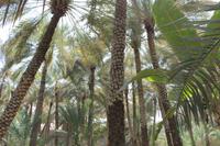 Al Ain - Oase &ndash; &copy; Jacob Spangenberg (Eberhardt TRAVEL)