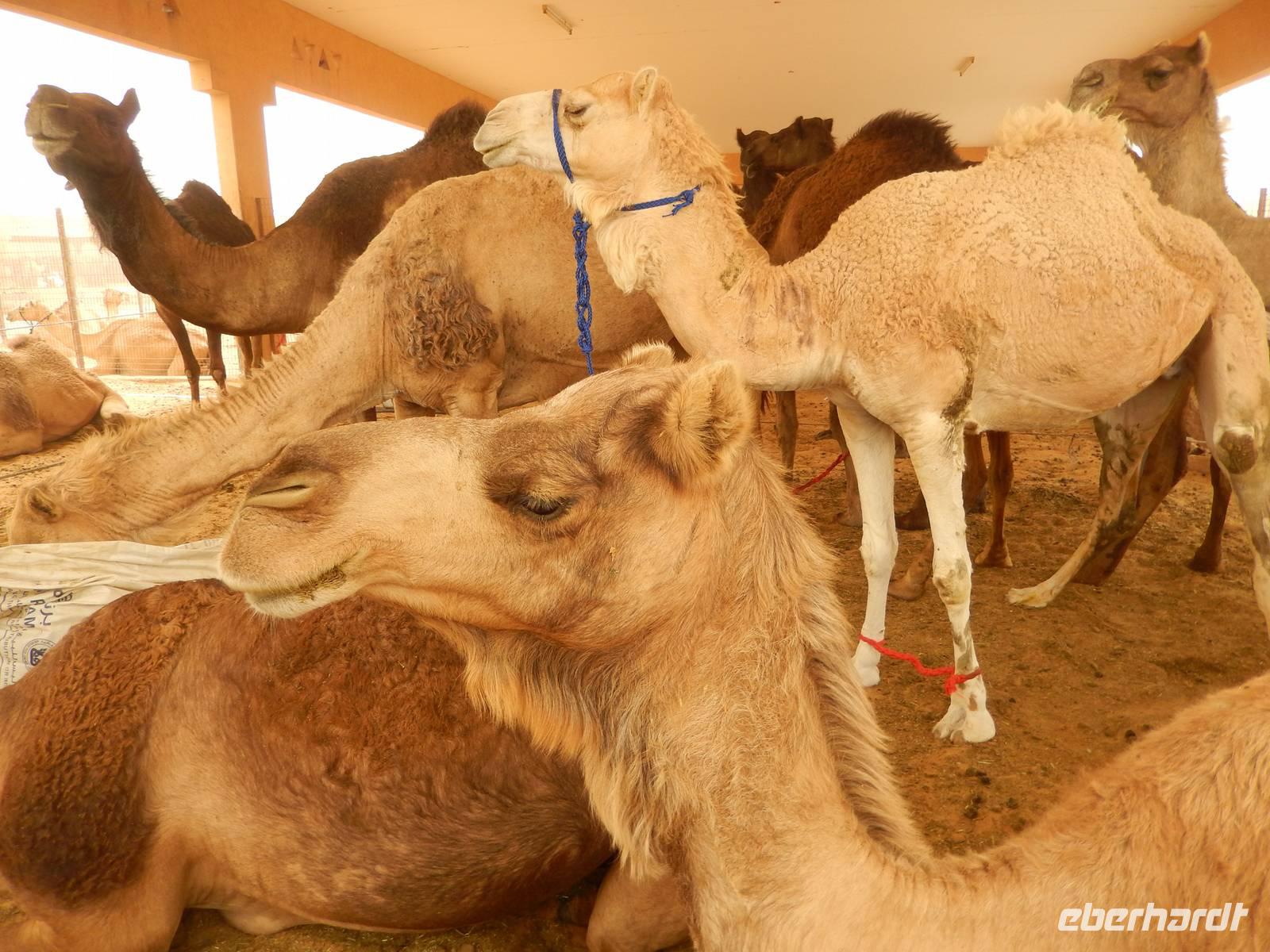 Kamelmarkt in Al Ain &ndash; &copy; Vicky Kern (Eberhardt TRAVEL)